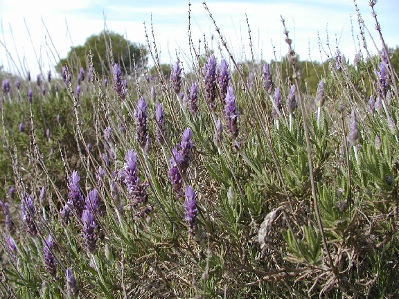 La lavande